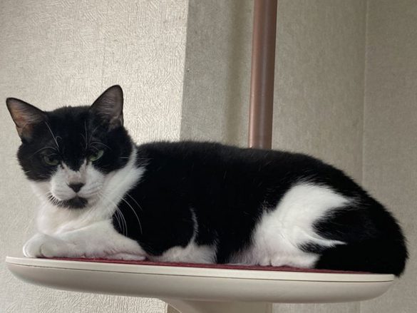 タイショーくん