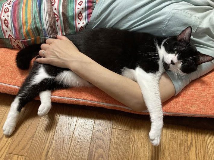 タイショーくん