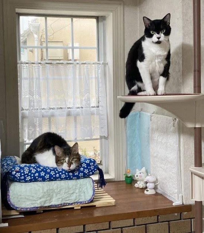 タイショーくん