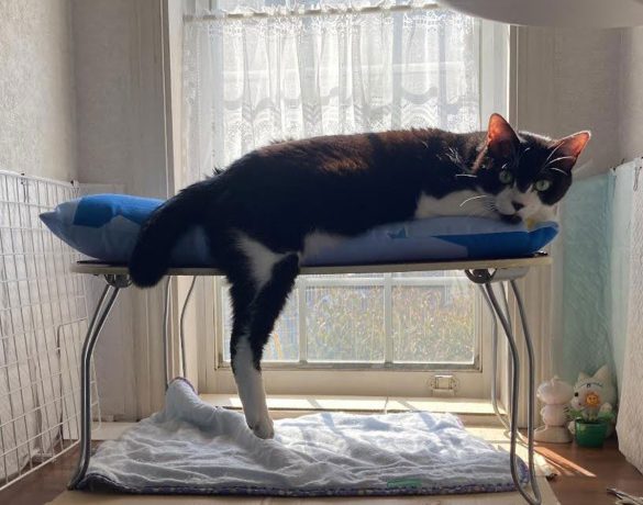 タイショーくん