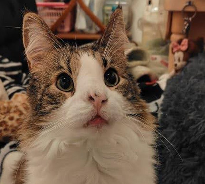 ティファちゃん