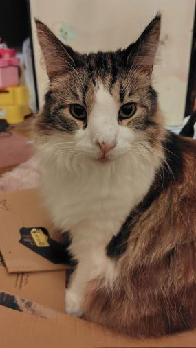 ティファちゃん