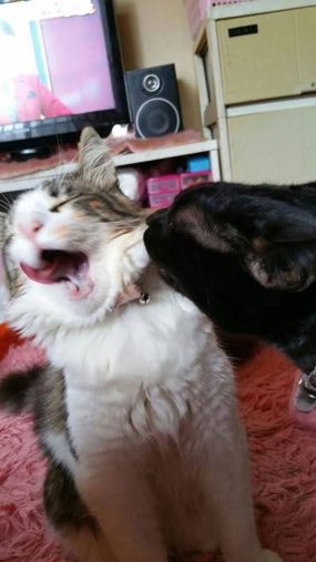 ティファちゃん