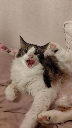 ティファちゃん