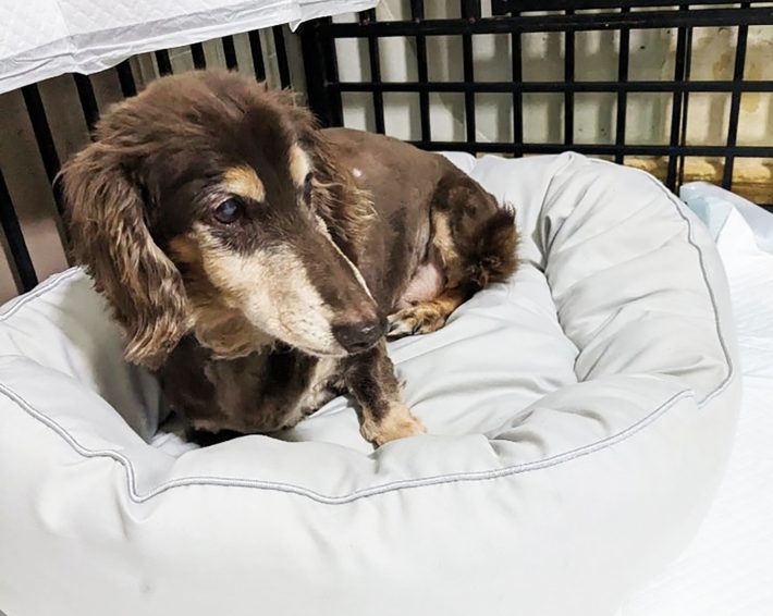 ベッドで休むジジ