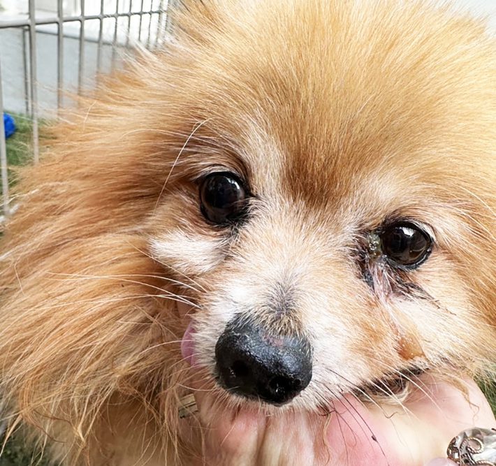 元繁殖犬の豆きち