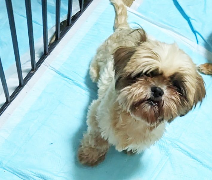 繁殖場から産後間もないところを保護されたシーズーの元繁殖犬