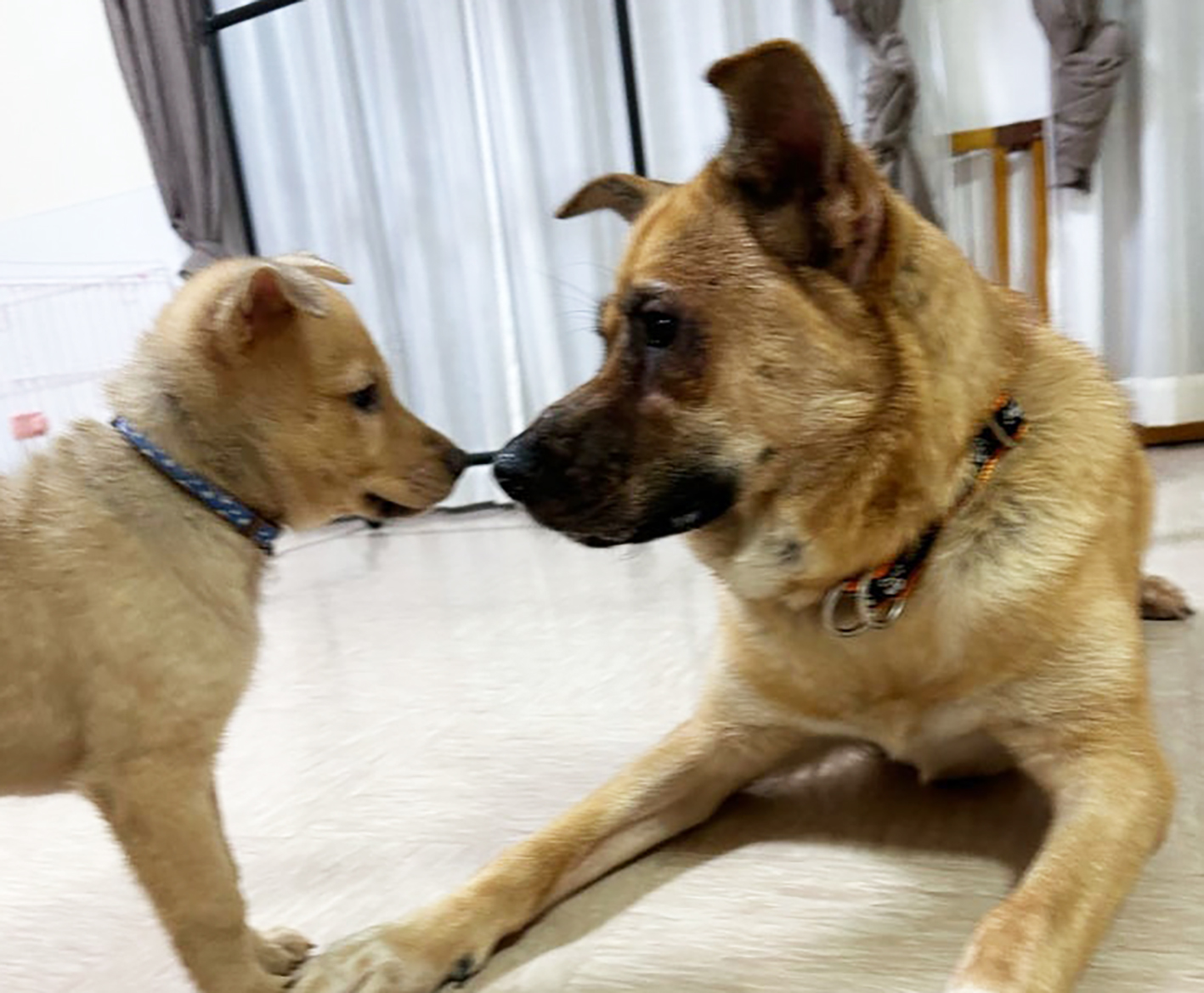 レオナの杜　写真集 飼育放棄されたシェパードミックスの女の子。コワモテだけど優しい彼女が幸せを掴んだ姿に感涙 « 女子SPA！
