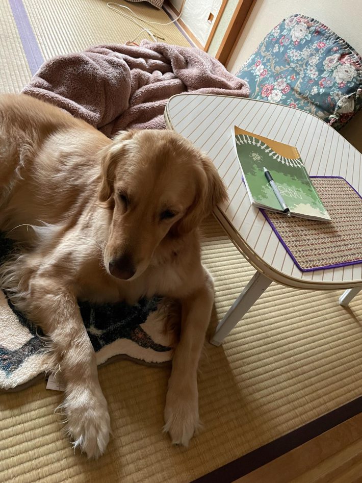 和室は愛犬のお気に入り