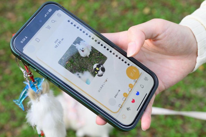 かわいーぬアカウント