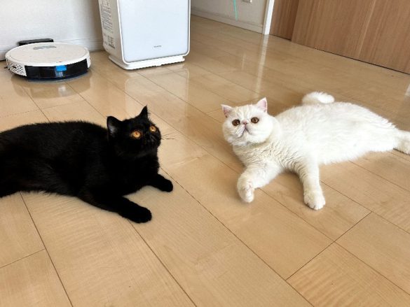 かげつちゃんとこてつくん