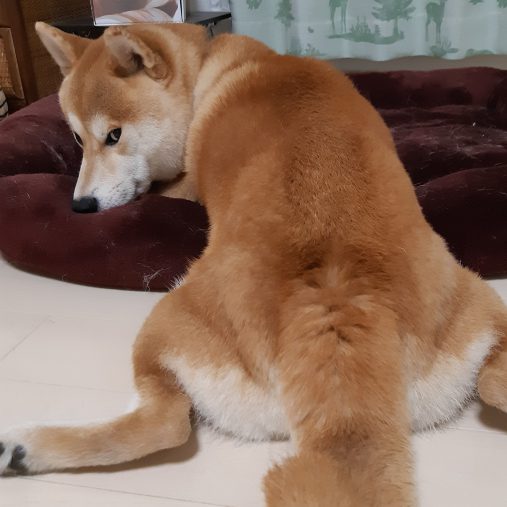 茶々丸くんのお尻は予想外に無臭