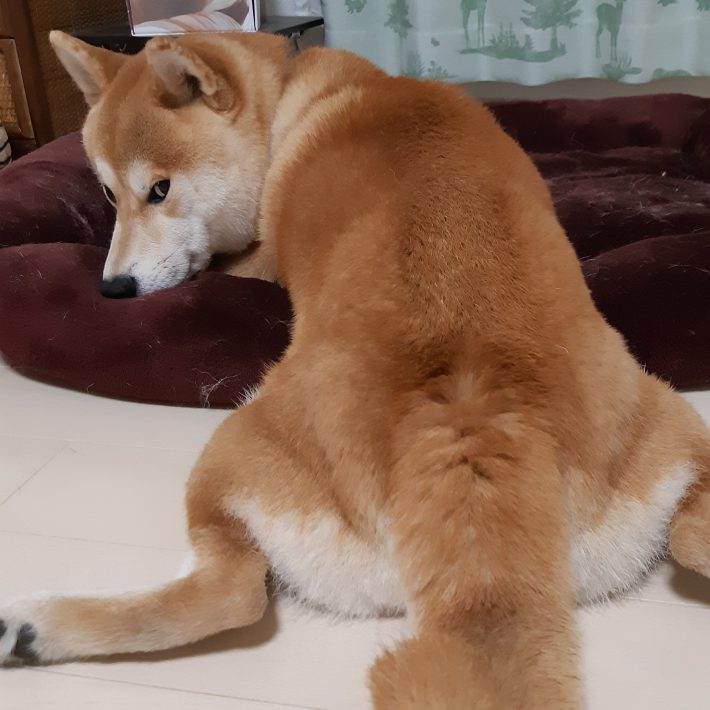 茶々丸くんのお尻は予想外に無臭