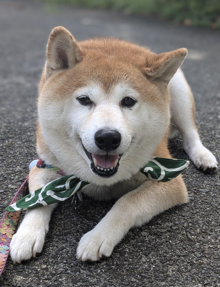 凛々しい茶々丸くんが全身のにおいを嗅がせてくれた