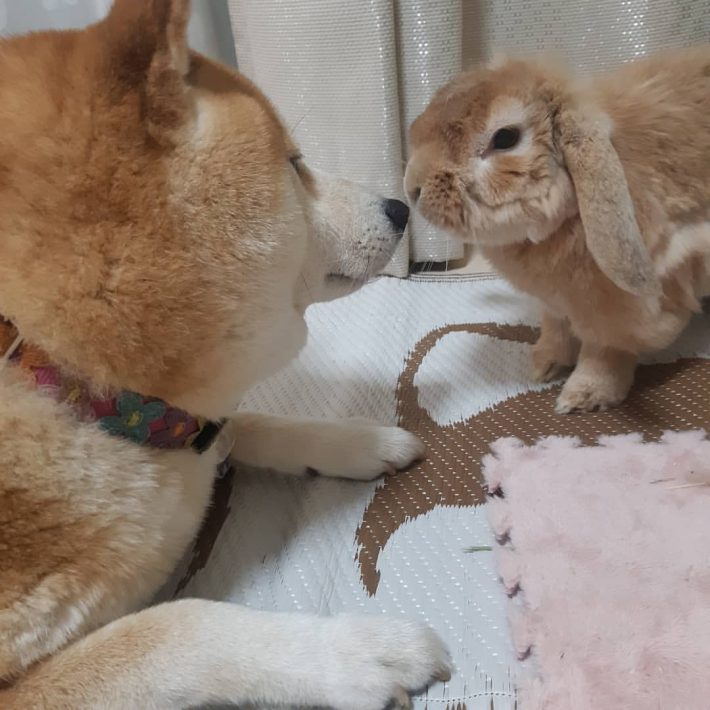 茶々丸くんと見つめ合うペコちゃん