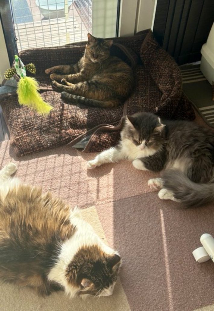 家猫元庭猫氏の飼い猫