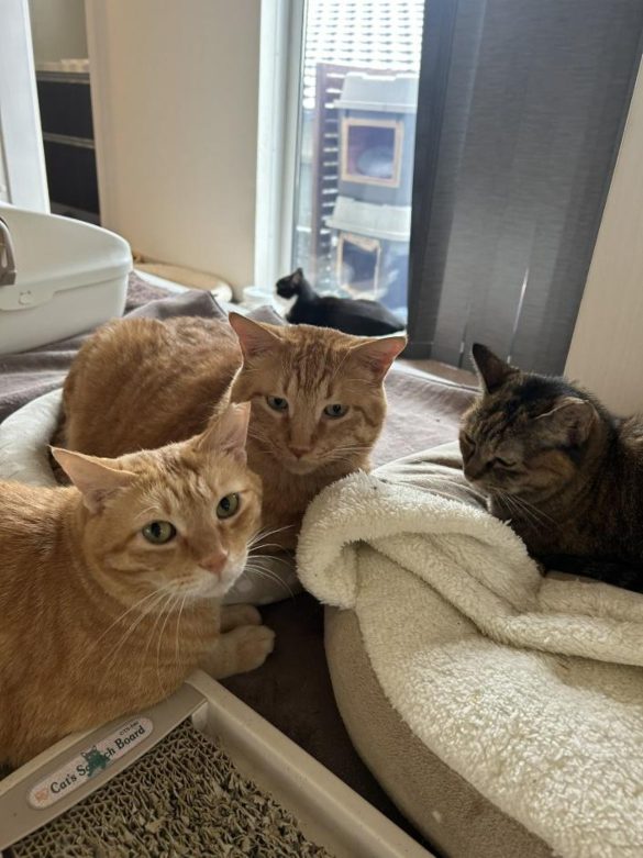 家猫元庭猫氏の飼い猫