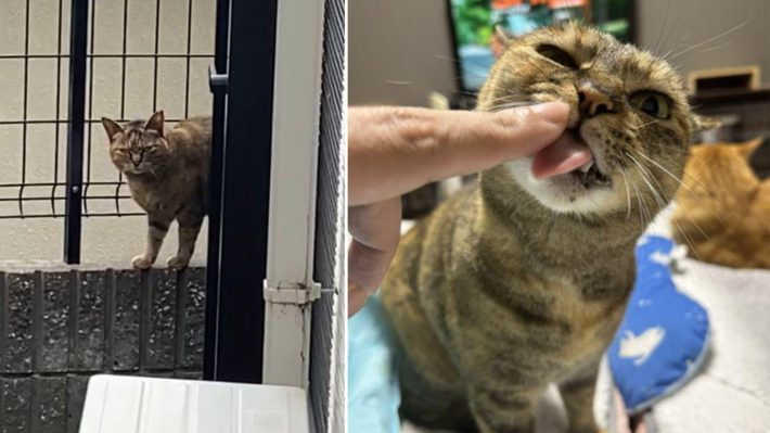 家猫元庭猫氏の飼い猫