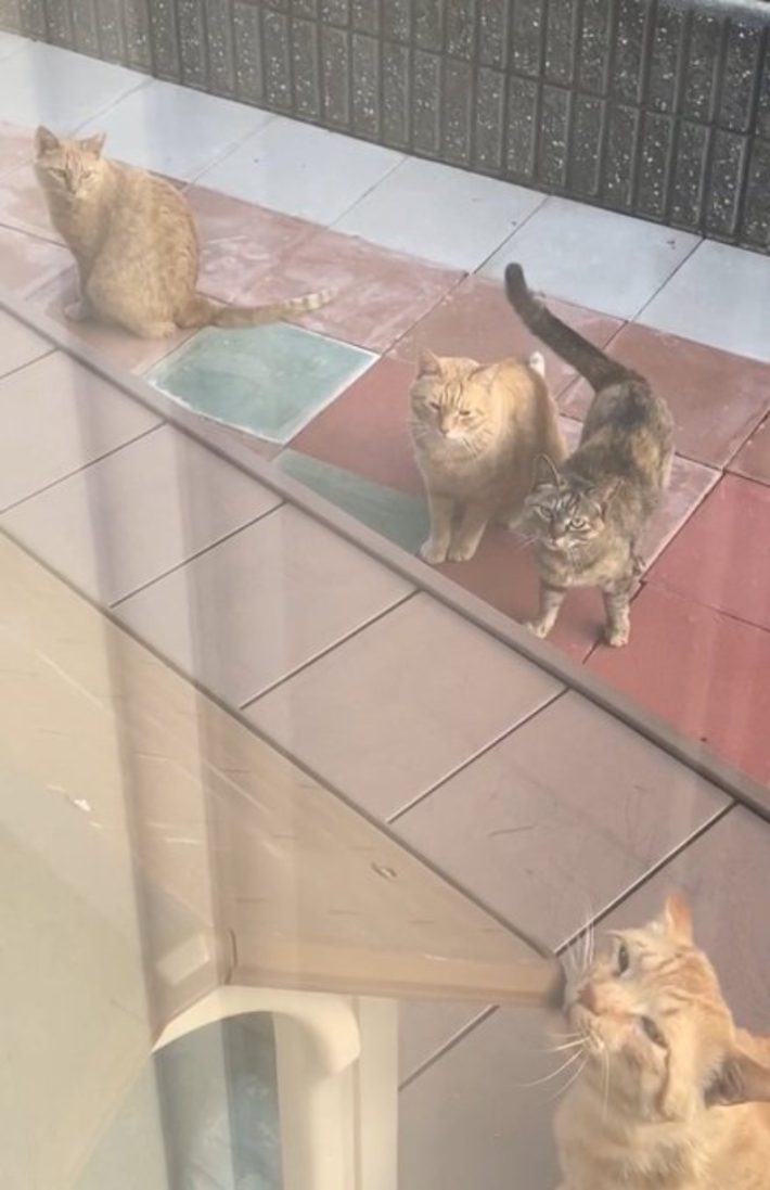 家猫元庭猫氏の飼い猫