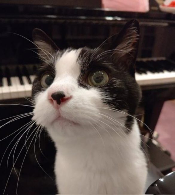 キャリー家マメ