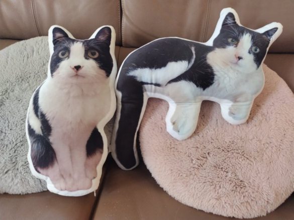 キャリー家マメ