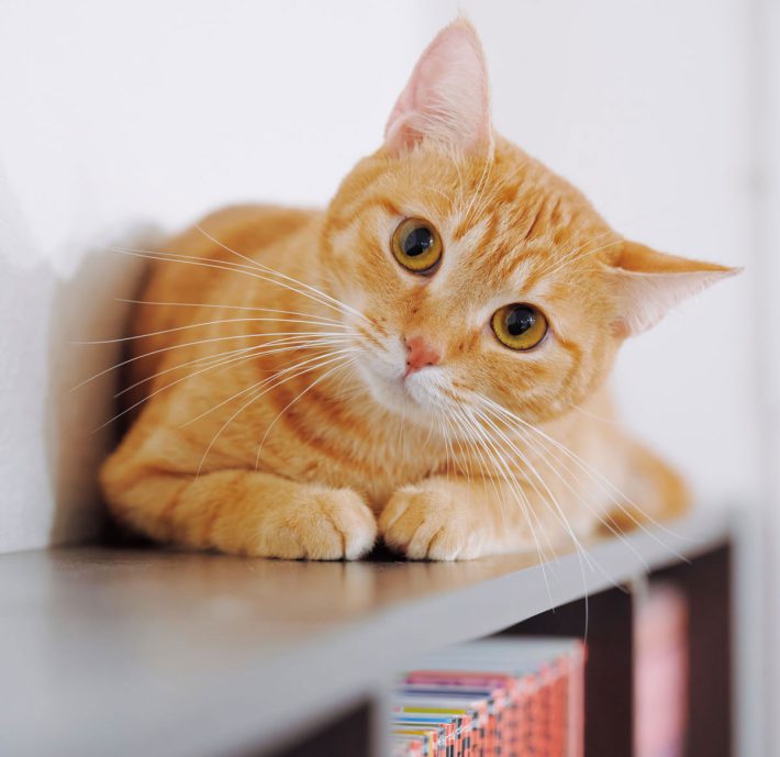 保護猫チャイさんの日常