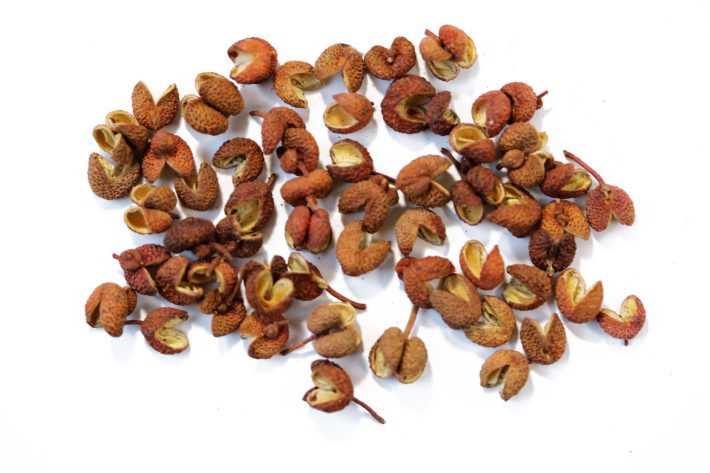 大建中湯を構成する生薬の一つ「山椒（さんしょう）」