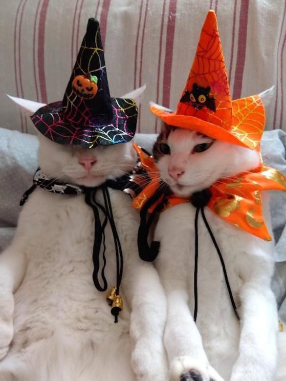 バニラ家の猫たち