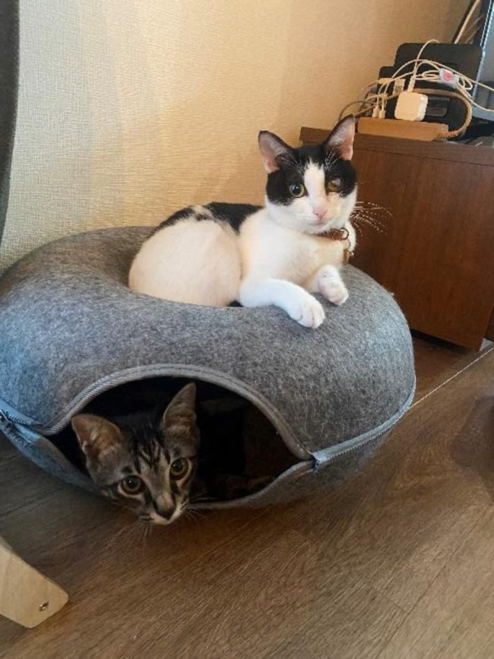 ちまきちゃんと同居猫