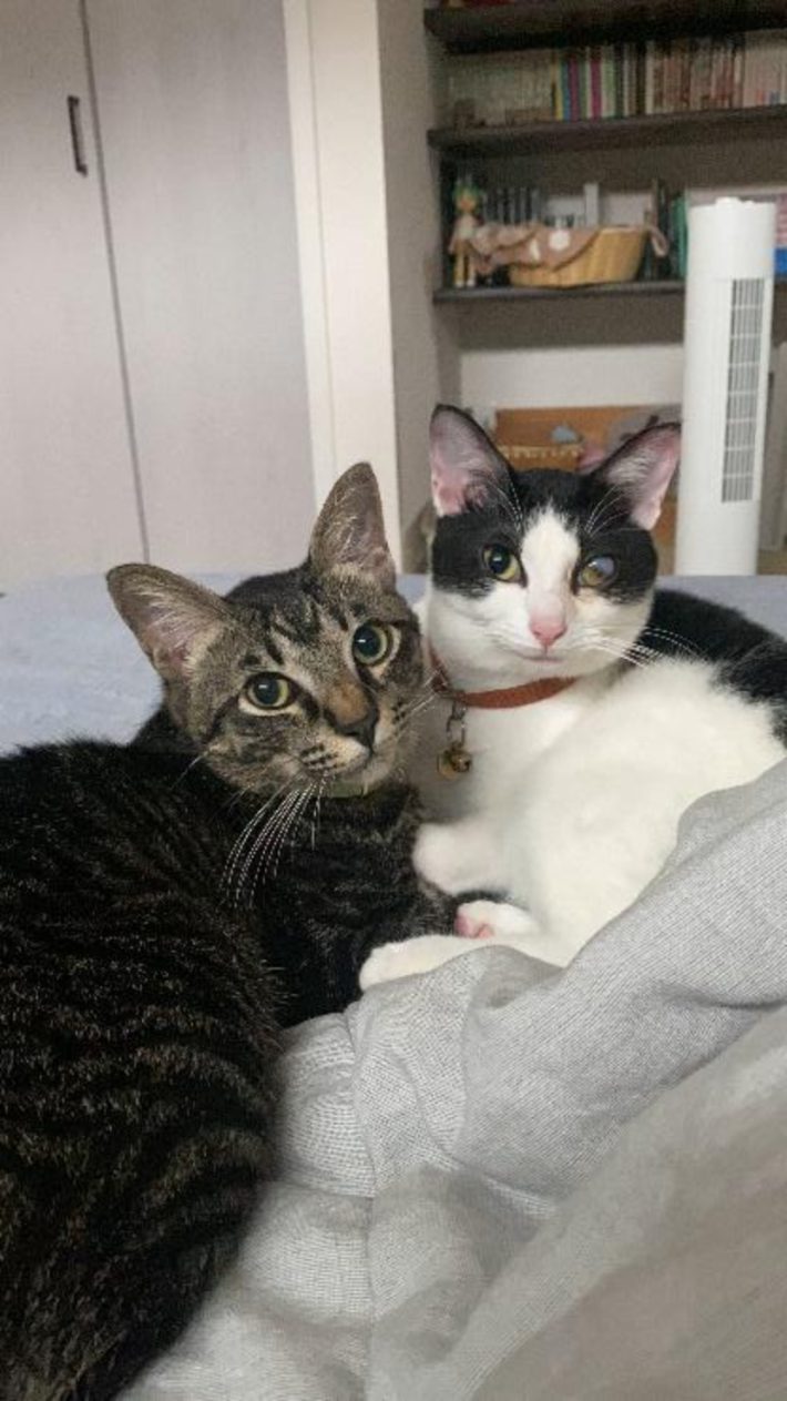 ちまきちゃんと同居猫