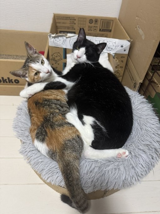 ゴロくんとプリンちゃん