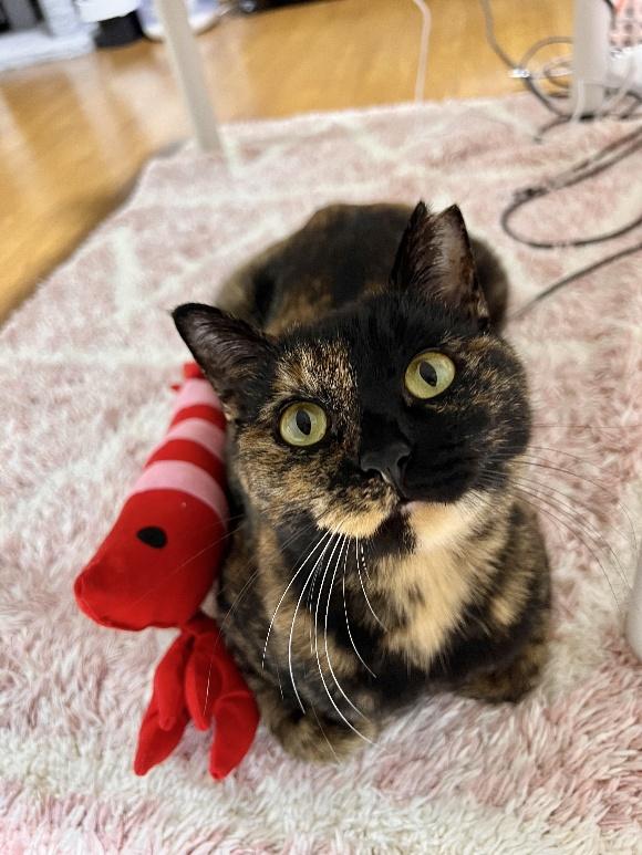 サビ猫　くるみちゃん