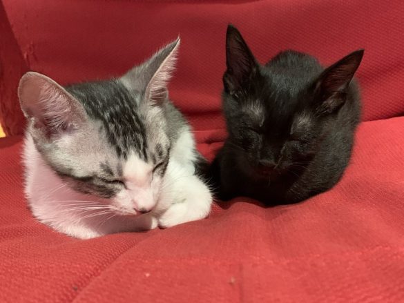 福くん（左）と幸（ゆき）ちゃん