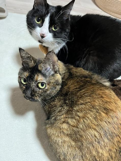 たいやきくんとみりんちゃん