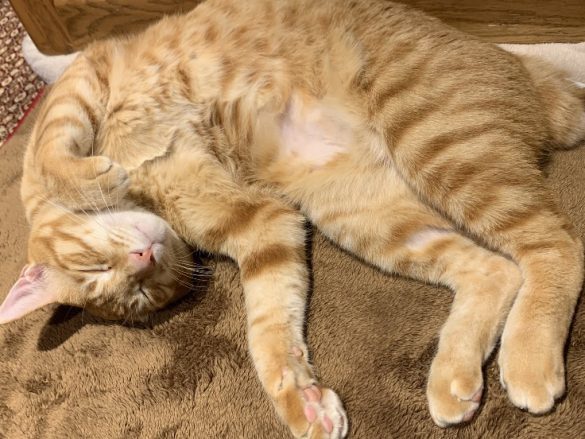 数日前の元気な姿