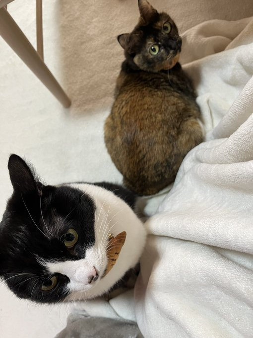 たいやきくんとみりんちゃん