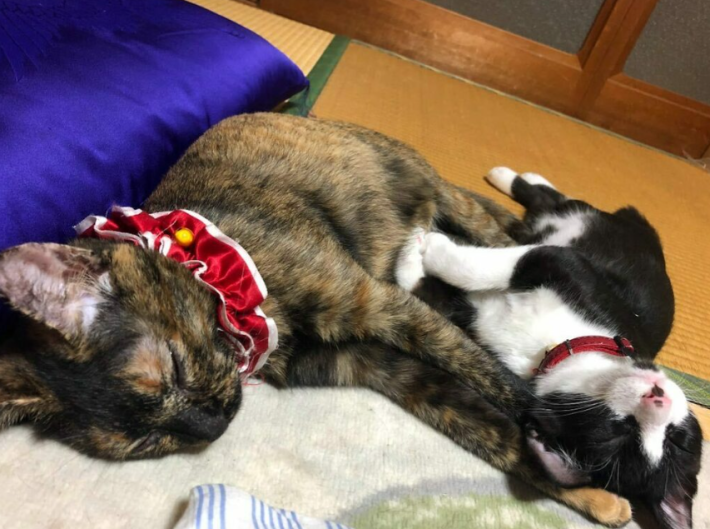 たいやきくんとみりんちゃん