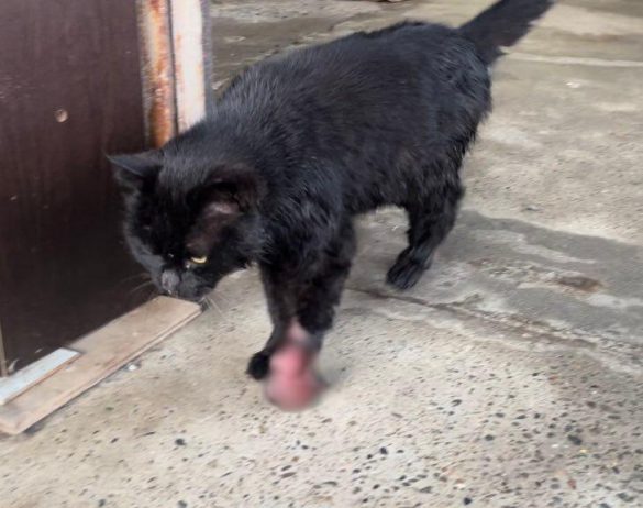 左前足の痛々しい怪我