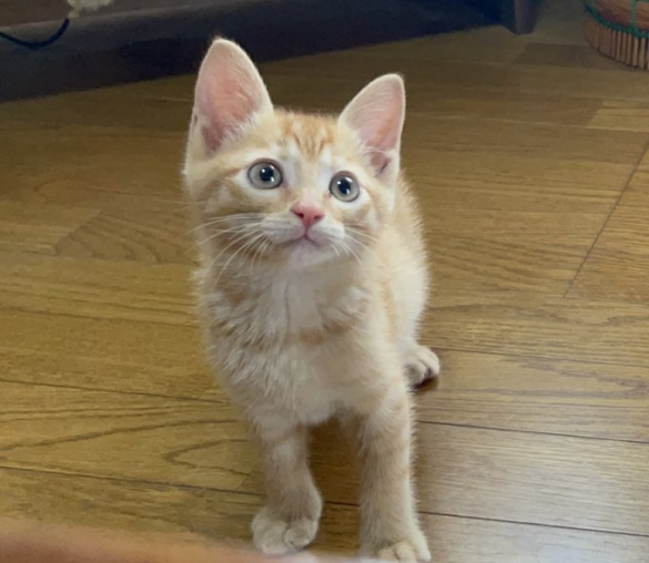 保護した子猫は茶汰と名づけられ、クロちゃんと同居中