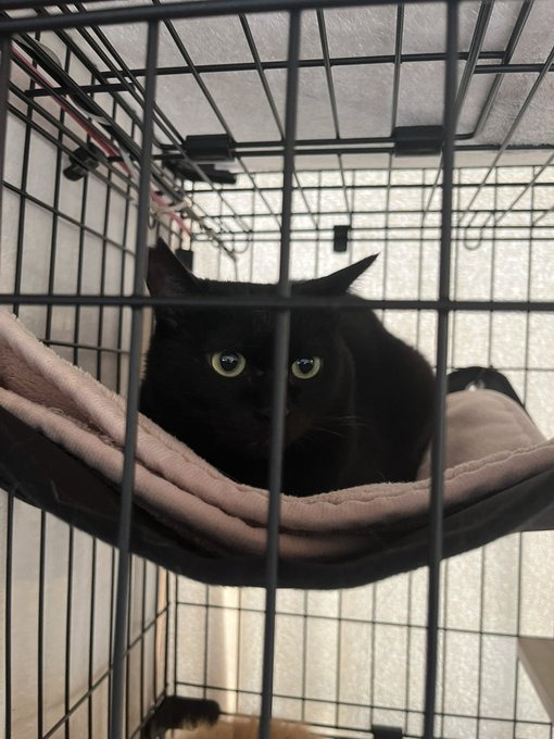 お迎え当初。推定5~6歳だった