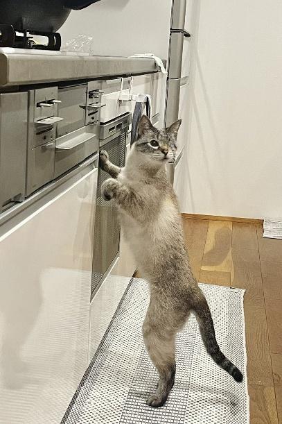 おもちゃの隠し場所をつき当てて二足立ちを見せることも！