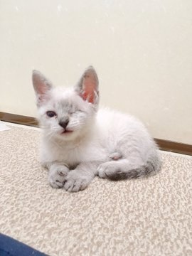 お迎え当初は白猫だった