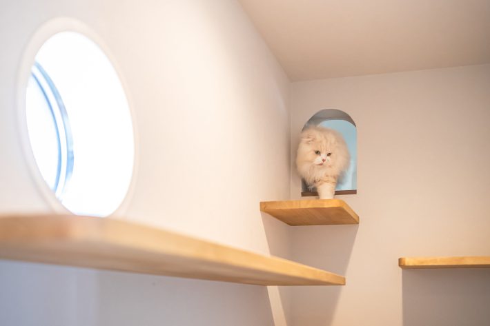 神妙な顔つきでキャットウォークを確認中