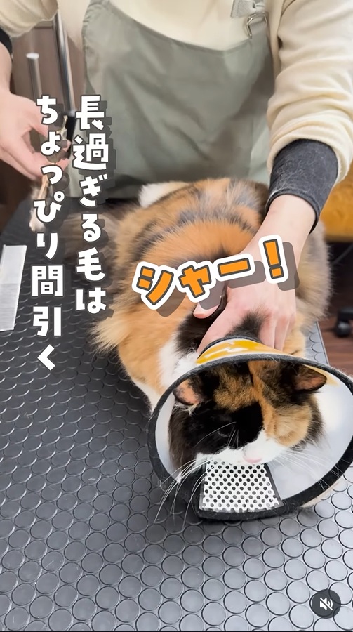 トリミング中に「シャー!」と鳴く猫ちゃん(同社Instagramより)