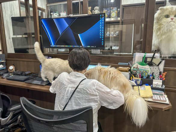 猫のちょっかいに負けず仕事を続ける社員さん