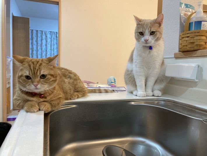 洗い物を監視する「監督」（左）と「親方」（右）の眼光の鋭さに背筋が伸びる