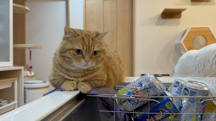 ちっぴり大人っぽくなった2025年5月のぷてぃこちゃん。今も洗い物を見守っている