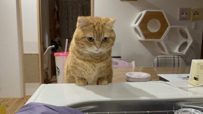 まるで、洗い物を監視しているような“監督”ぷてぃこ