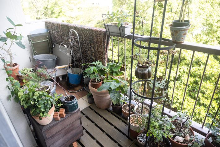 ベランダにも植物がたくさん