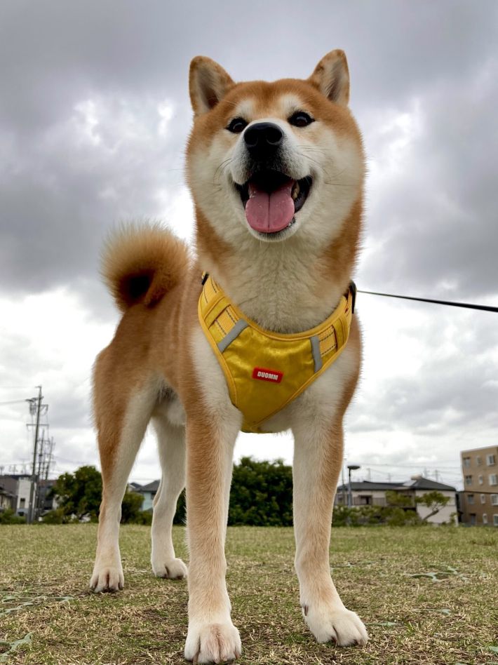 “外面良し次郎”の柴犬・豆次郎くん